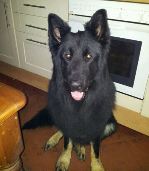 zeus black and tan semi coated handsome german shepherd