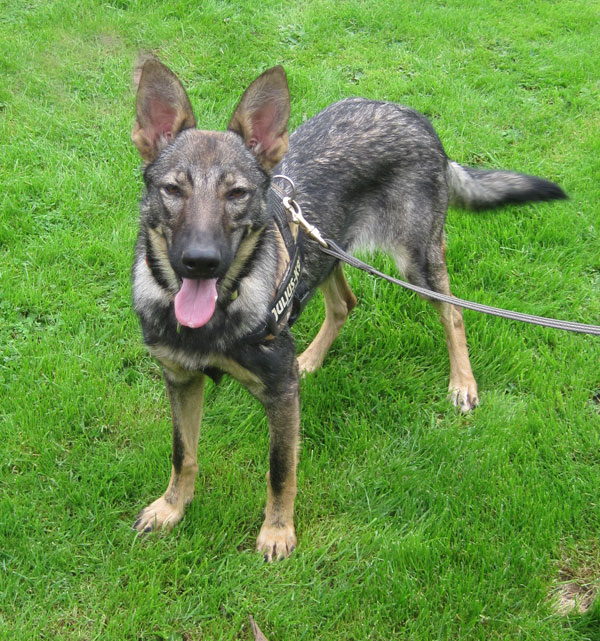 Zita is such a pretty girl with lovely markings.