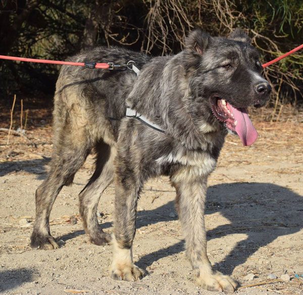 Zoltan beautiful big friendly Caucasian Shepherd