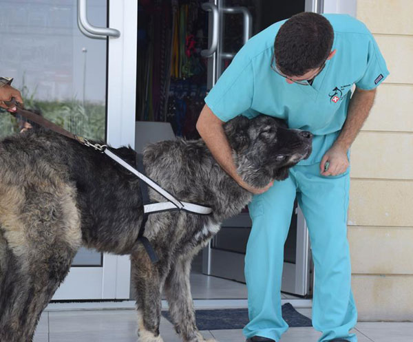 Zoltan even likes the vet!