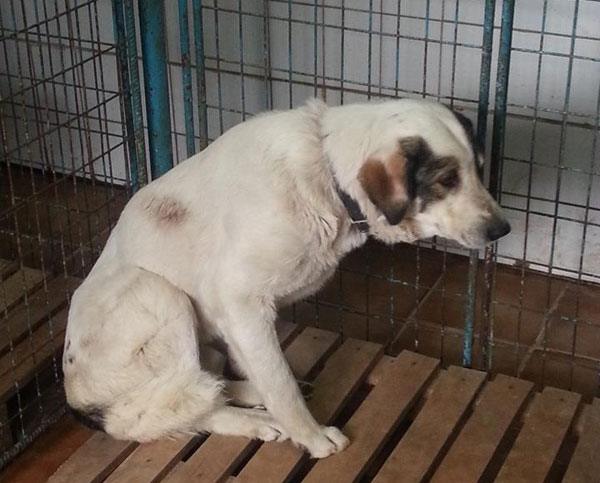 Zorro gsd cross in the public shelter - a very bad place