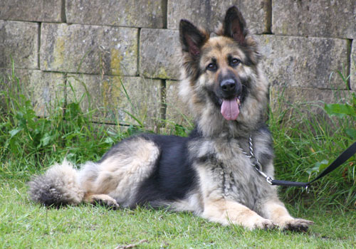 gsd rescue north east