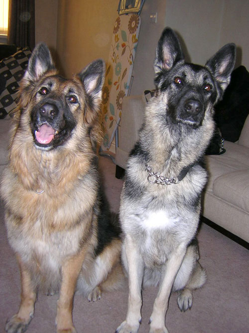 aisha and bella gsd's