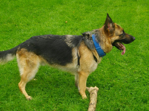 alfie gsd