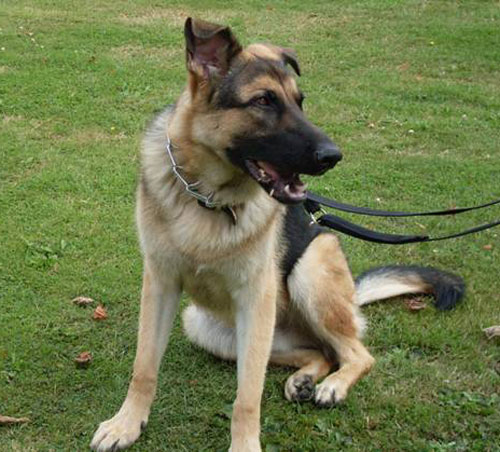 arko gsd