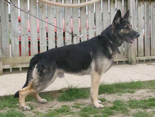 arnie gsd dumped in the pound