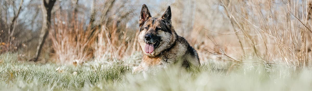 German Shepherd Rescue German Shepherd Rescue