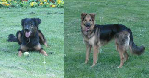 barack and diva gsd crosses