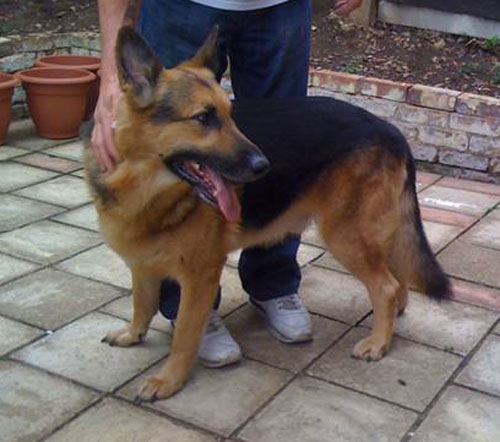 barney gsd