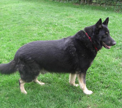 beany gsd