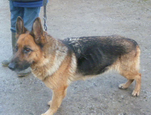 belle gsd from the pound