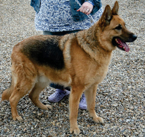 ben gsd