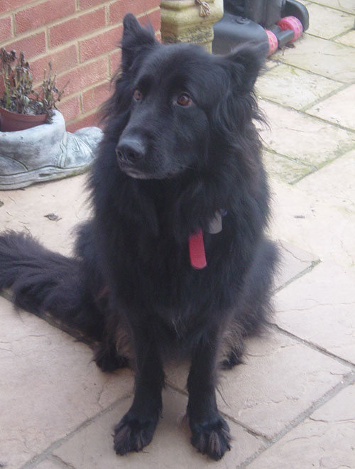 bonnie black german shepherd