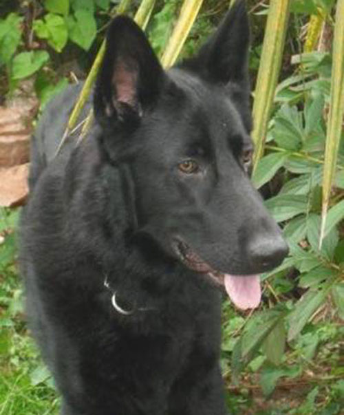 shadow black gsd