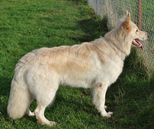 blade white gsd