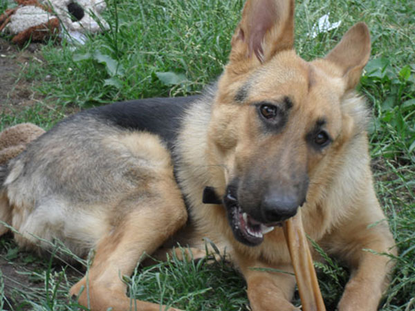 george chewing a hide stick