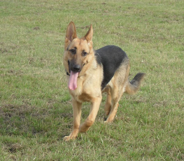 george handsome german shepherd