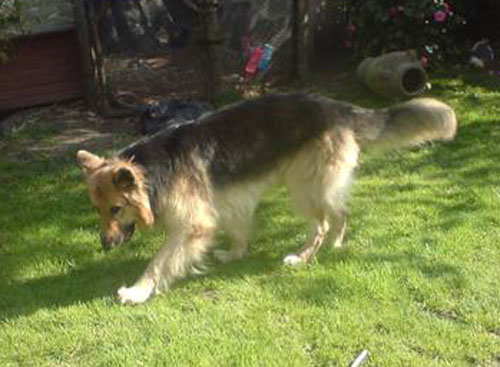 blue long coat german shepherd