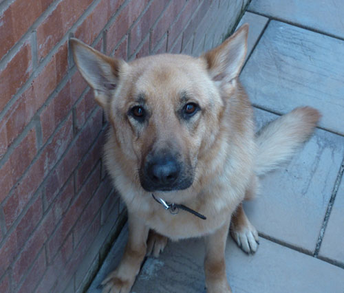 blue gsd stray