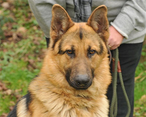 mosey the gsd cross standing in the kitchen