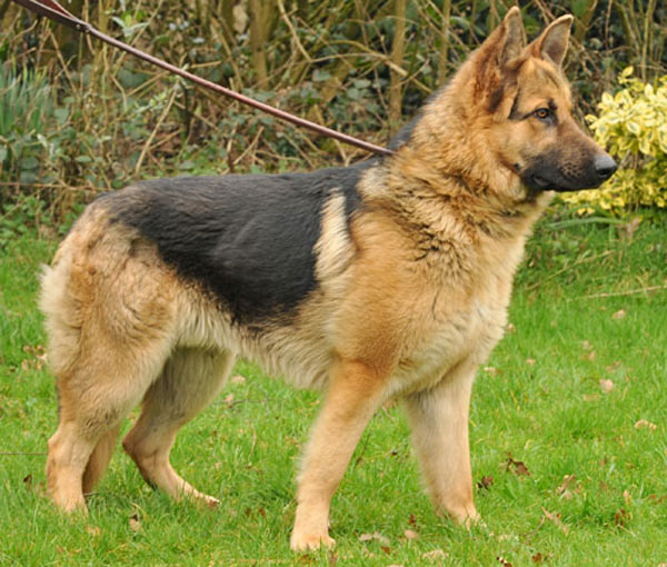 bobby the gsd on his lead