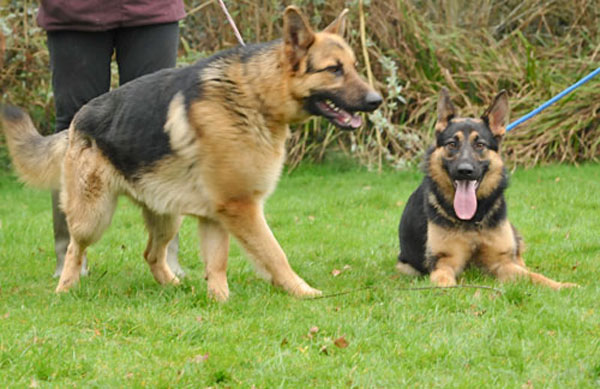 bobby and libby 2 german shepherds