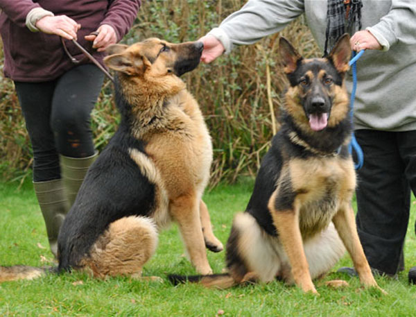 bobby and libby the german shepherds