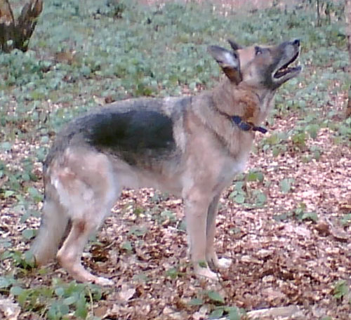 brodue and penny gsd's