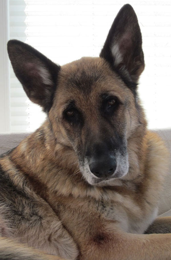 brodie the german shepherd who has had a hard life