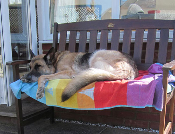 brodie the gsd lying on the garden bench