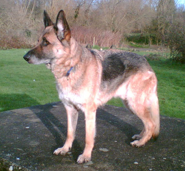 brodie the gsd posing for his photo