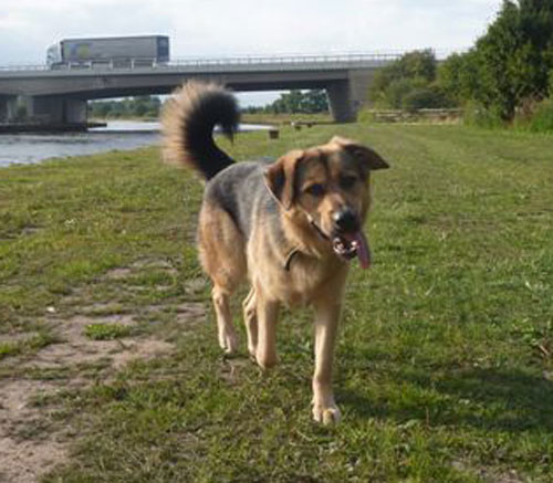 brigan tibetan mastiff gsd cross