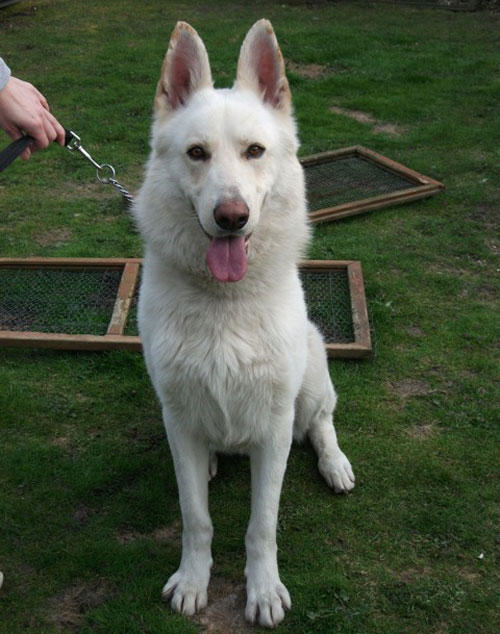 bruce whgite german shepherd