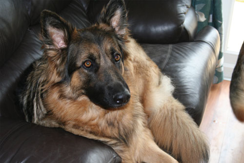 bruno long coat gsd