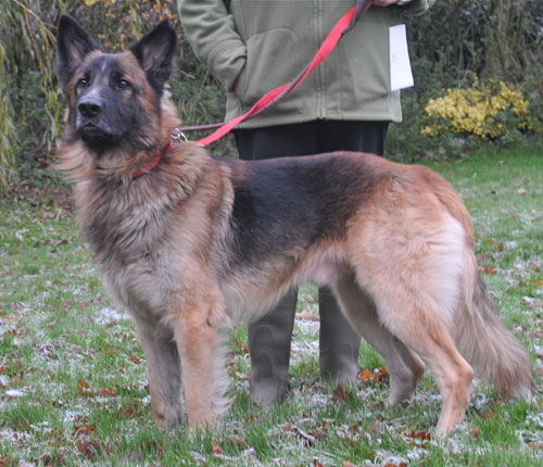 bruno german shepherd dog