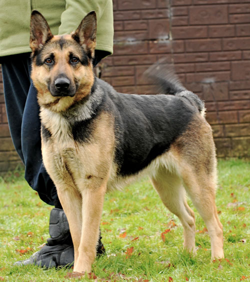 carla german shepherd