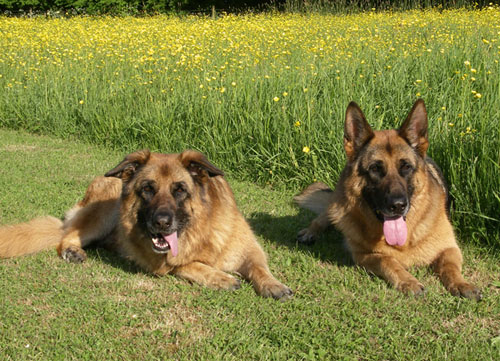 chaka and maia gsd's