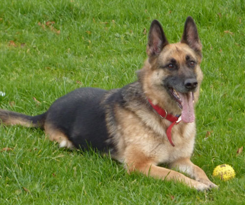 china 7 year old gsd