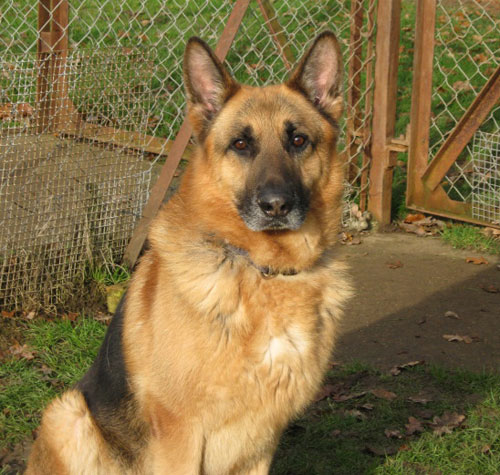 chlichie german shepherd