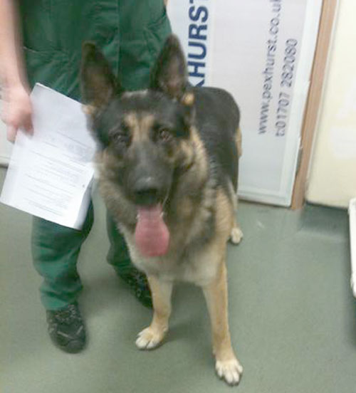 clyde gsd