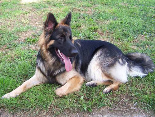 cody long coated gsd