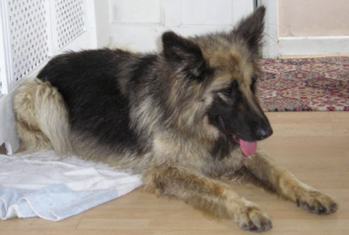 delta gsd