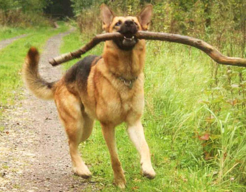 diesel gsd