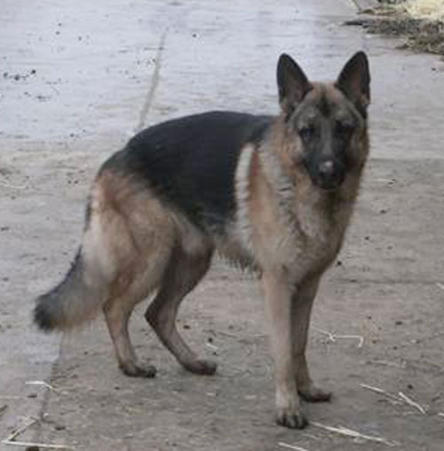 duke young gsd