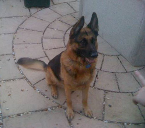 duke gsd