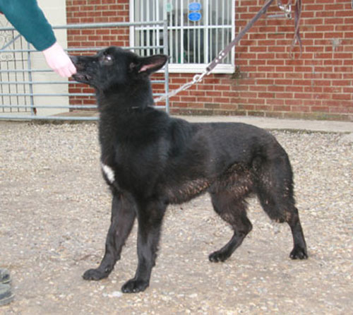 ebony abandoned gsd