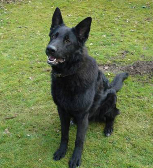 forbes black german shepherd