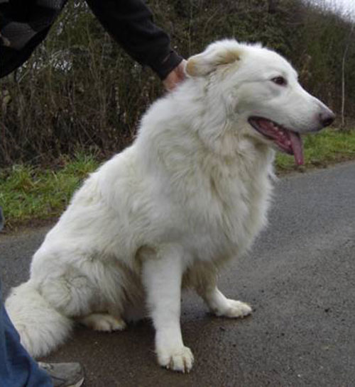 frank big white german shepherd