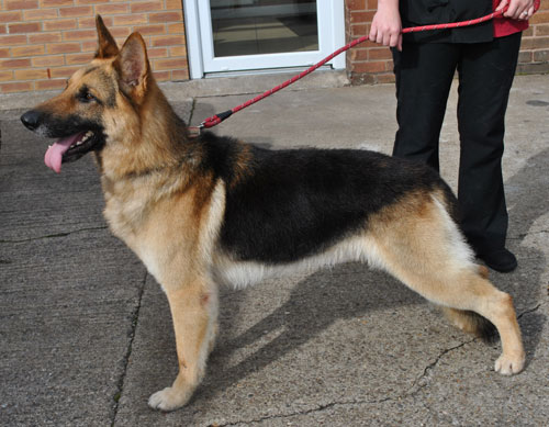 freddy gsd after a wash and blow dry