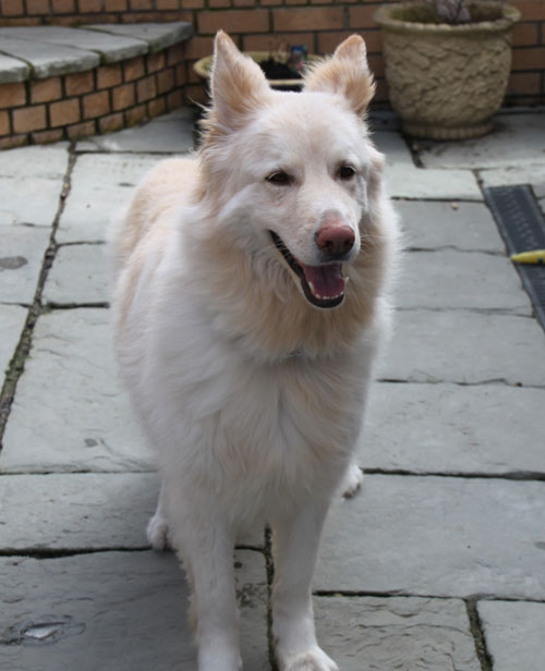 frost white german shepherd